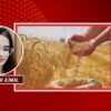 The Wheat Trap: How Colonial CapitalismMade Pakistan’s Staple Food a HealthBlind Spot.